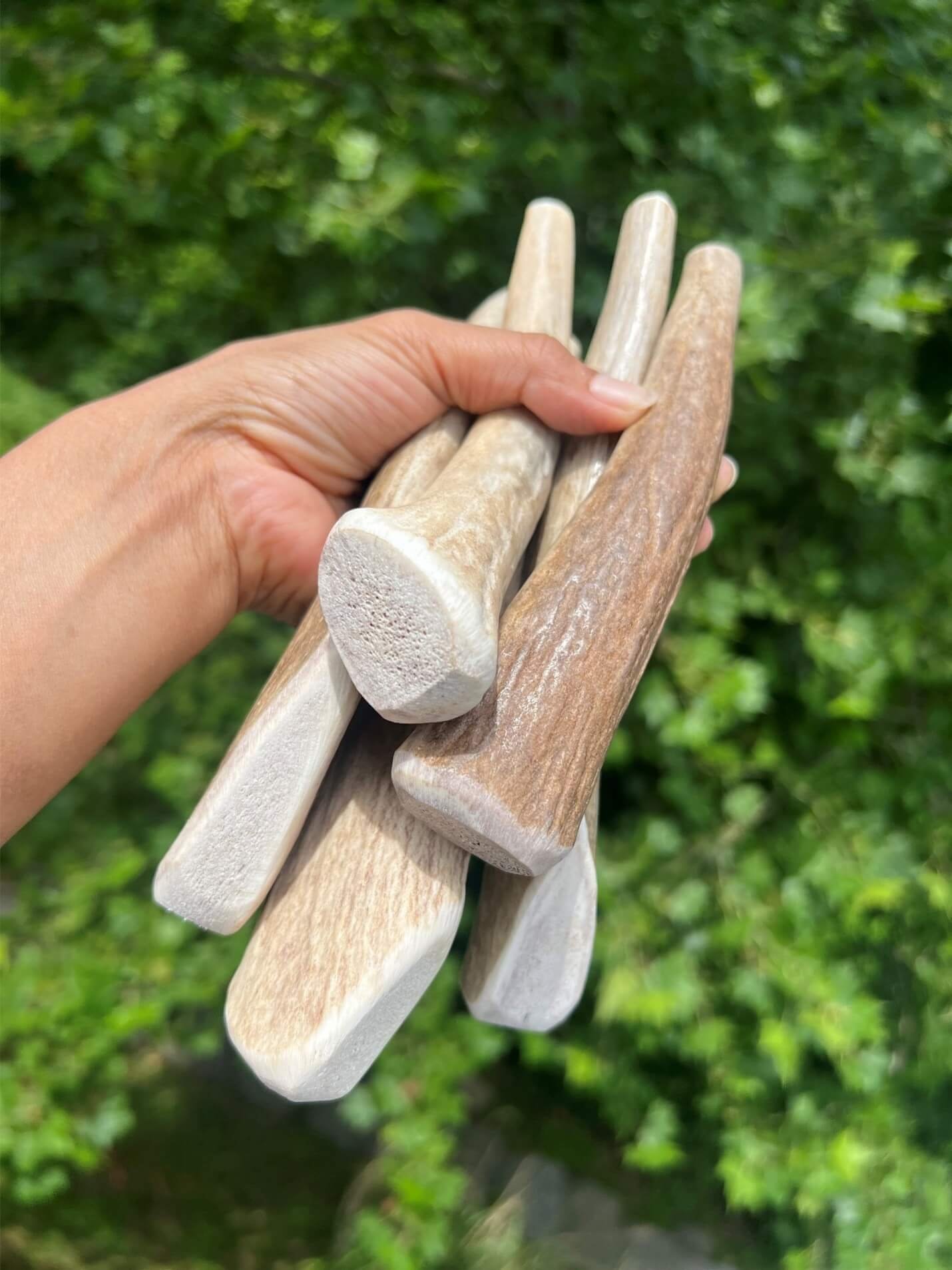 Whole Natural Elk & Deer Antler Dog Chews (Large / XL – 7 – 9 Inches)