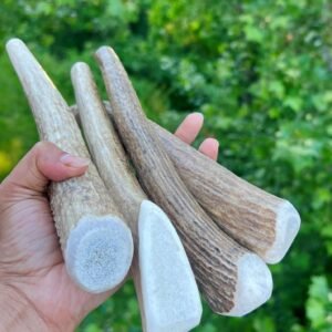 Whole Natural Elk & Deer Antler Dog Chews (Medium / Large – 6 – 8 Inches)