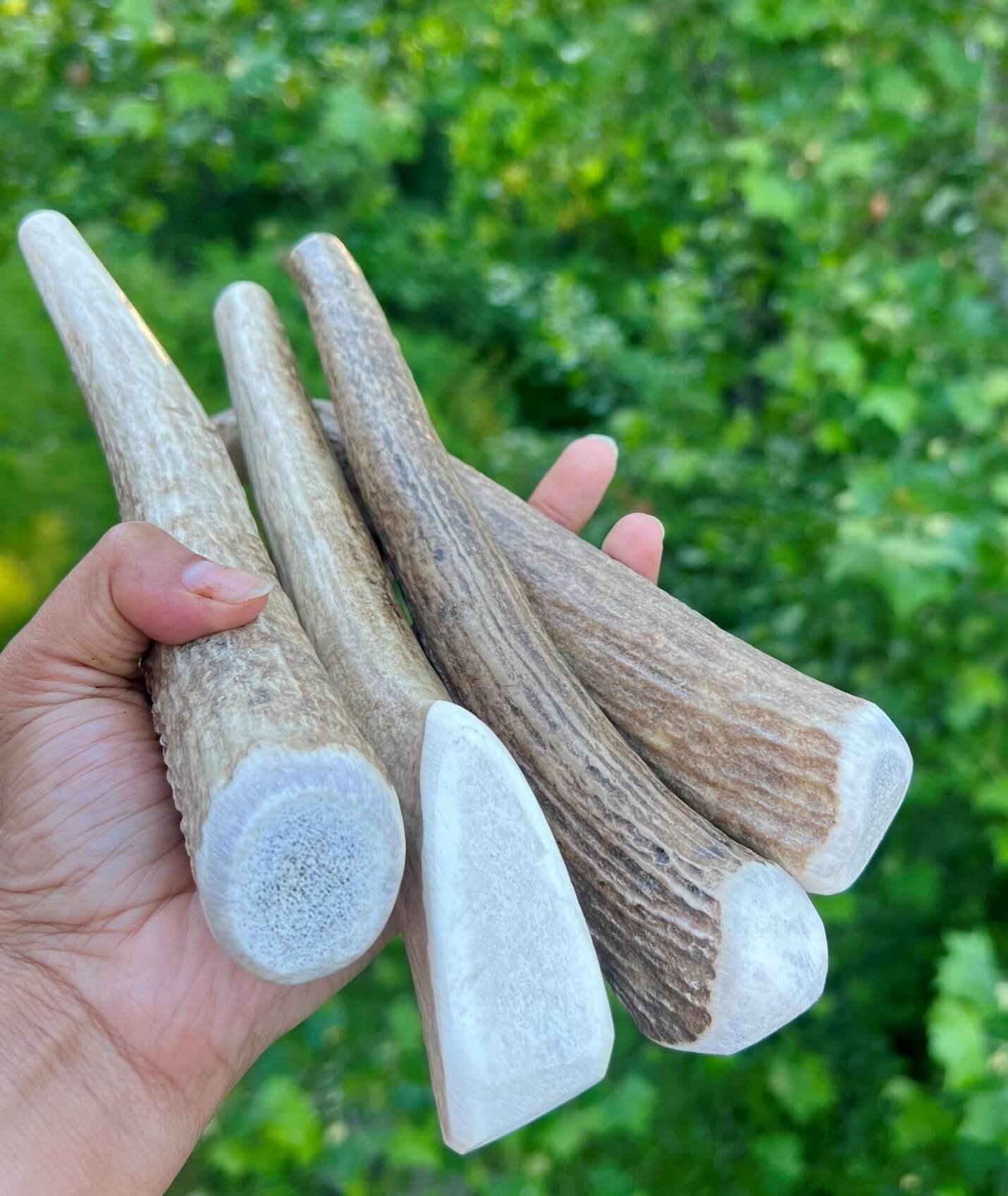 Whole Natural Elk & Deer Antler Dog Chews (Medium / Large – 6 – 8 Inches)