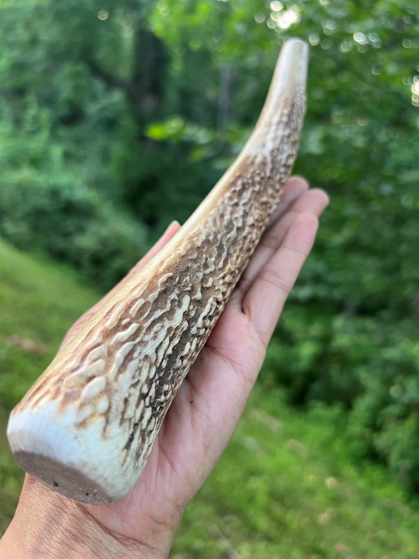 Large & Extra Large Whole Natural Elk & Deer Antler Dog Chews